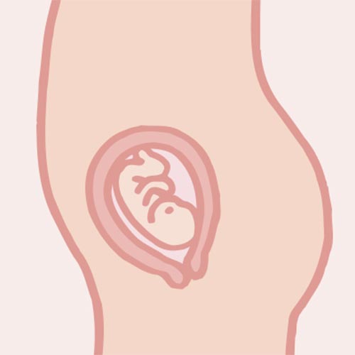 つわりはいつ終わる？｜胎盤が完成する頃（妊娠12〜15週／妊娠4ヵ月）