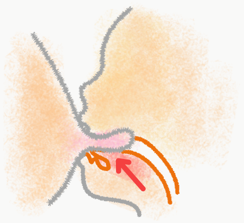 哺乳窩（ほにゅうか）に乳首をおさめ、舌を歯ぐきの少し先まで伸ばして乳首に密着。舌先を盛り上げて舌の波運動を開始する