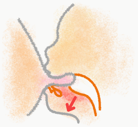 舌の奥が下がるところに陰圧空間が形成され、そこからさらに母乳が引き出される