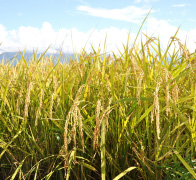 ピジョン 赤ちゃんのやわらかパックごはん 赤ちゃんのハッピーミール ママのはじめてサポートサイト ピジョンインフォ