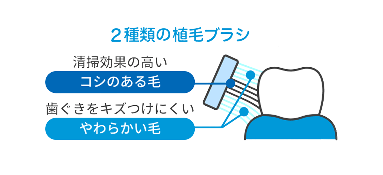 2種類の植毛ブラシ 清掃効果の高いコシのある毛 歯をキズつけにくいやわらいかい毛 磨きにくい奥歯にフィット