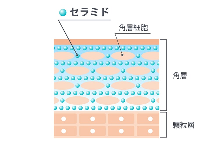 肌断面とセラミドの働きのイメージ